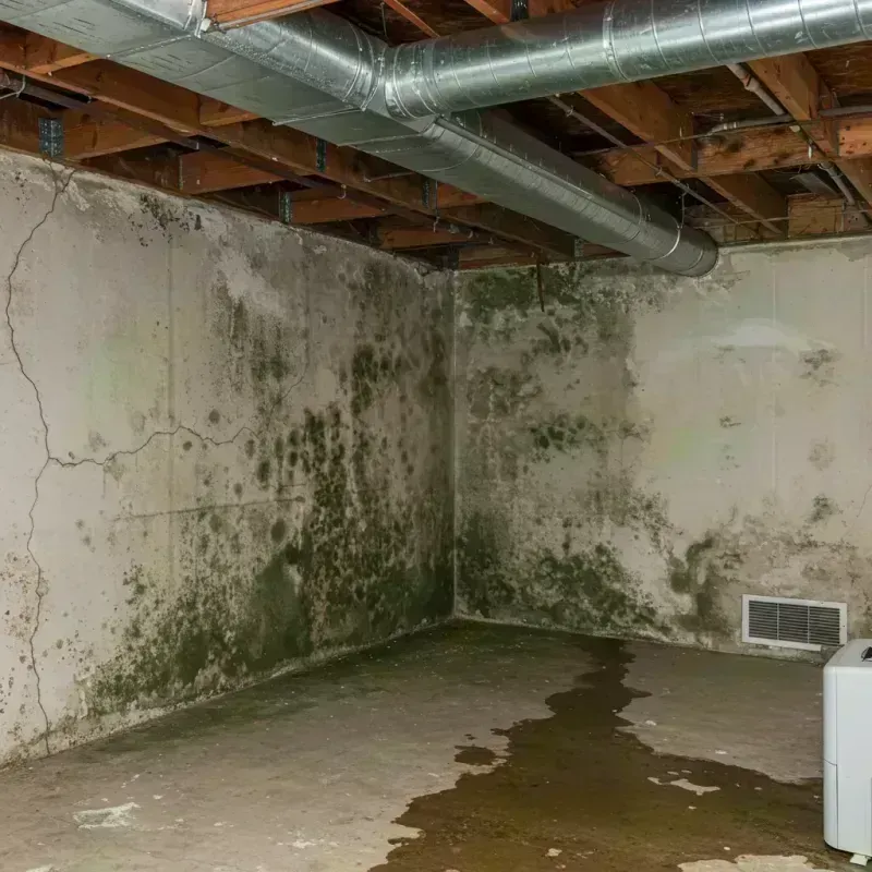 Professional Mold Removal in Dent County, MO